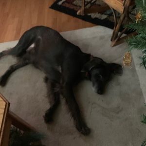 Meet your Posher, Henry